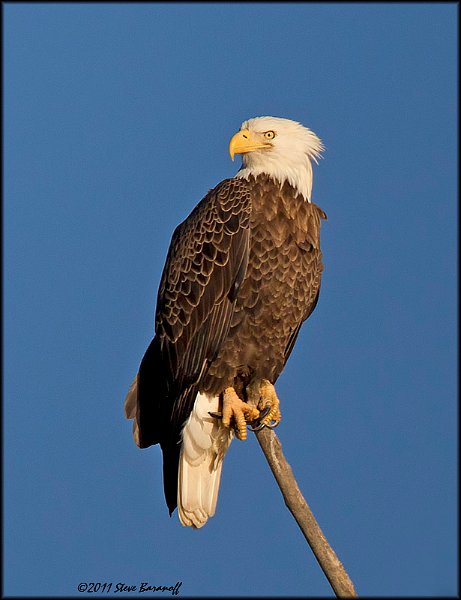_1SB8499 american bald eagle.jpg